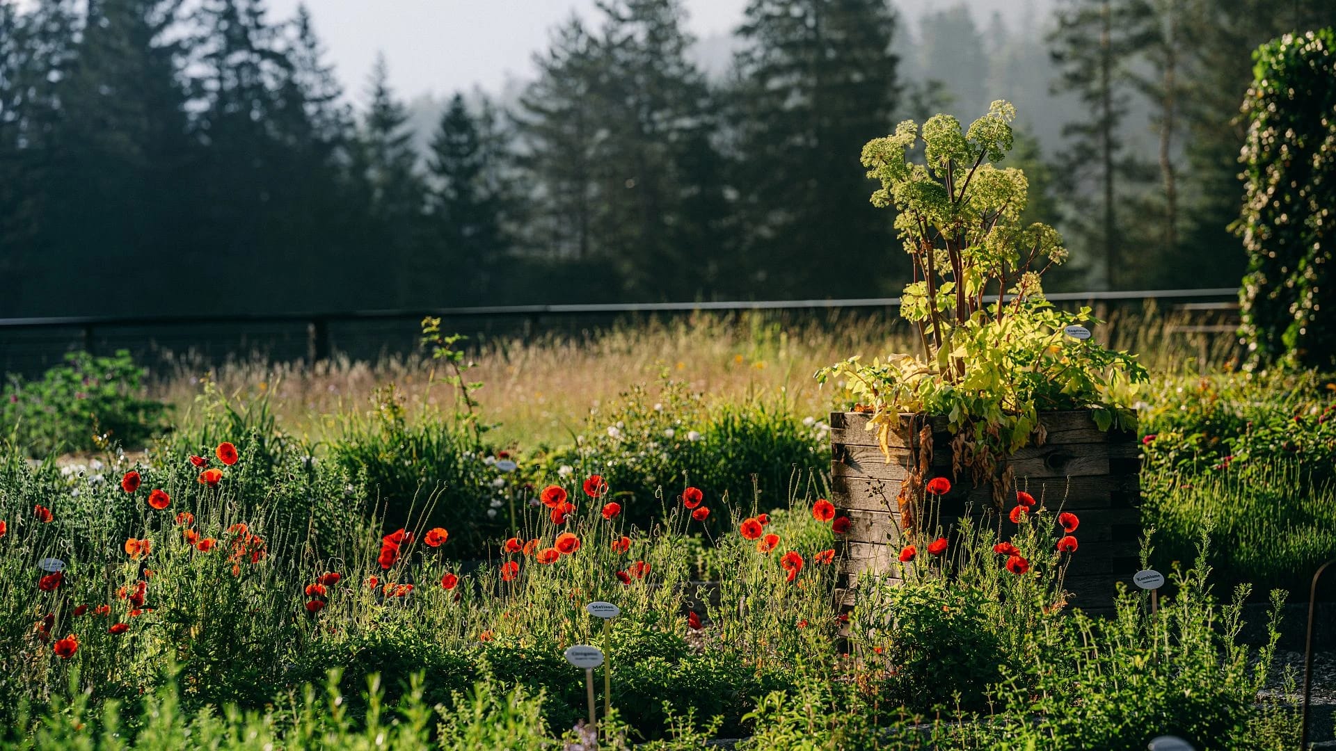 Kräuter- und Blumengarten mit Mohnblüten und Hochbeet vor dem Waldrand
