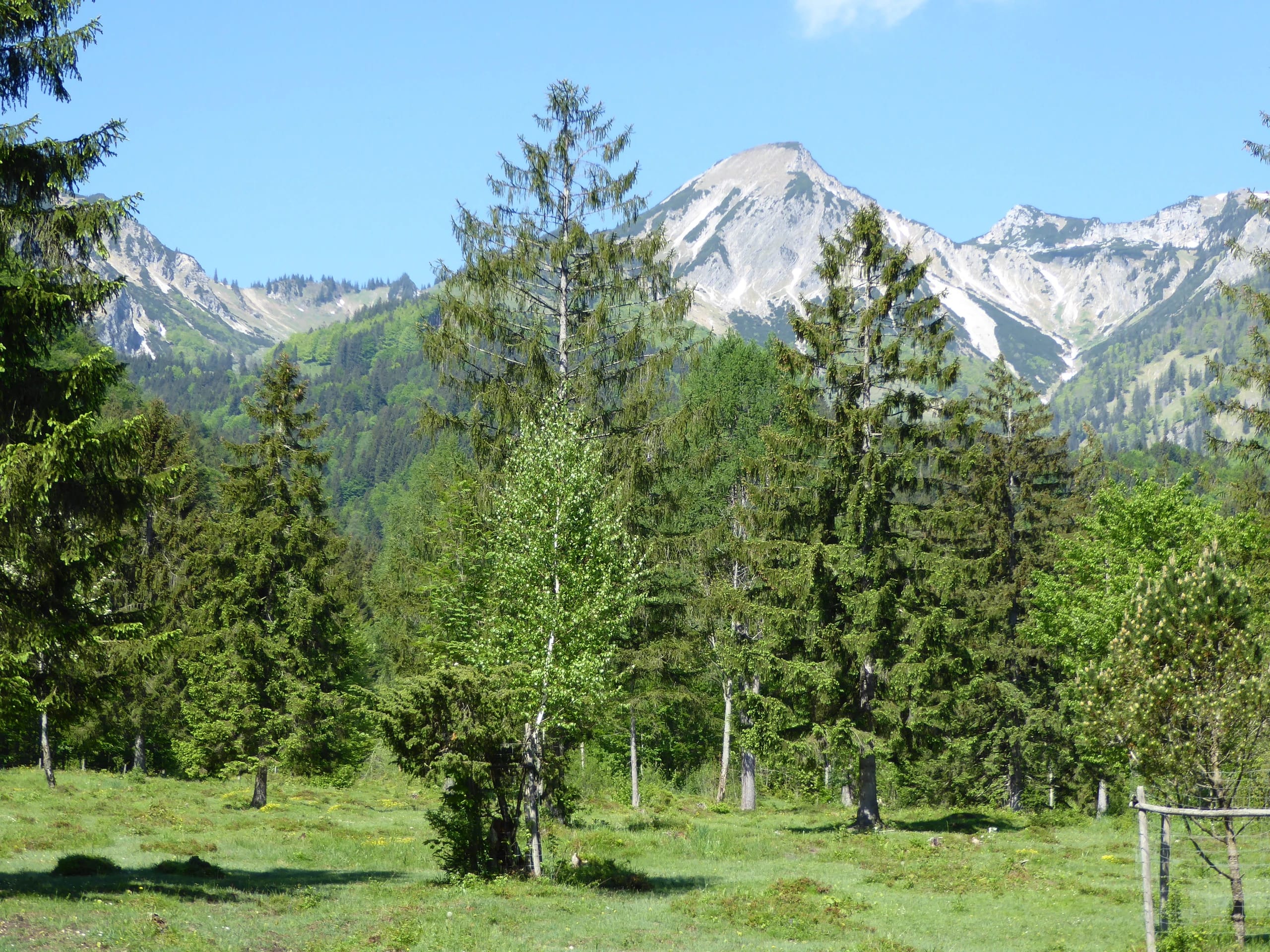 Bergwiese mit Fichten und Blick auf einen hellen Felsgipfel