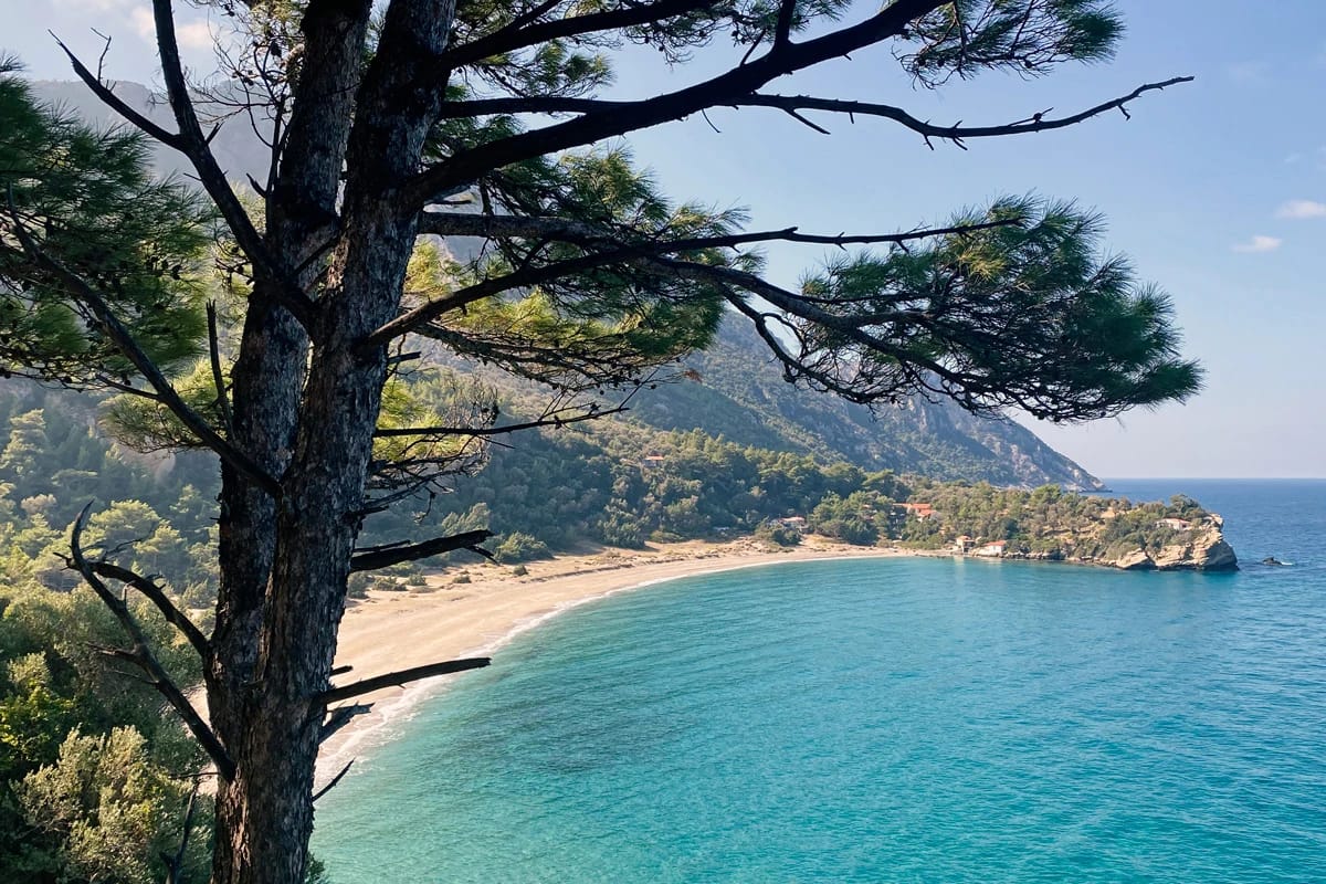 Blick durch Kiefernzweige auf eine türkisfarbene Bucht auf Samos