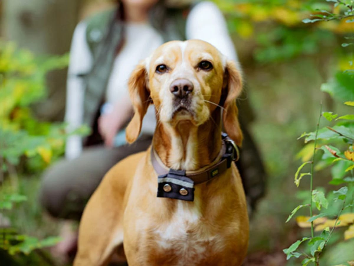 Hund Lauri blickt in die Kamera, im Hintergrund unscharf Kerstin Rogowski im Wald