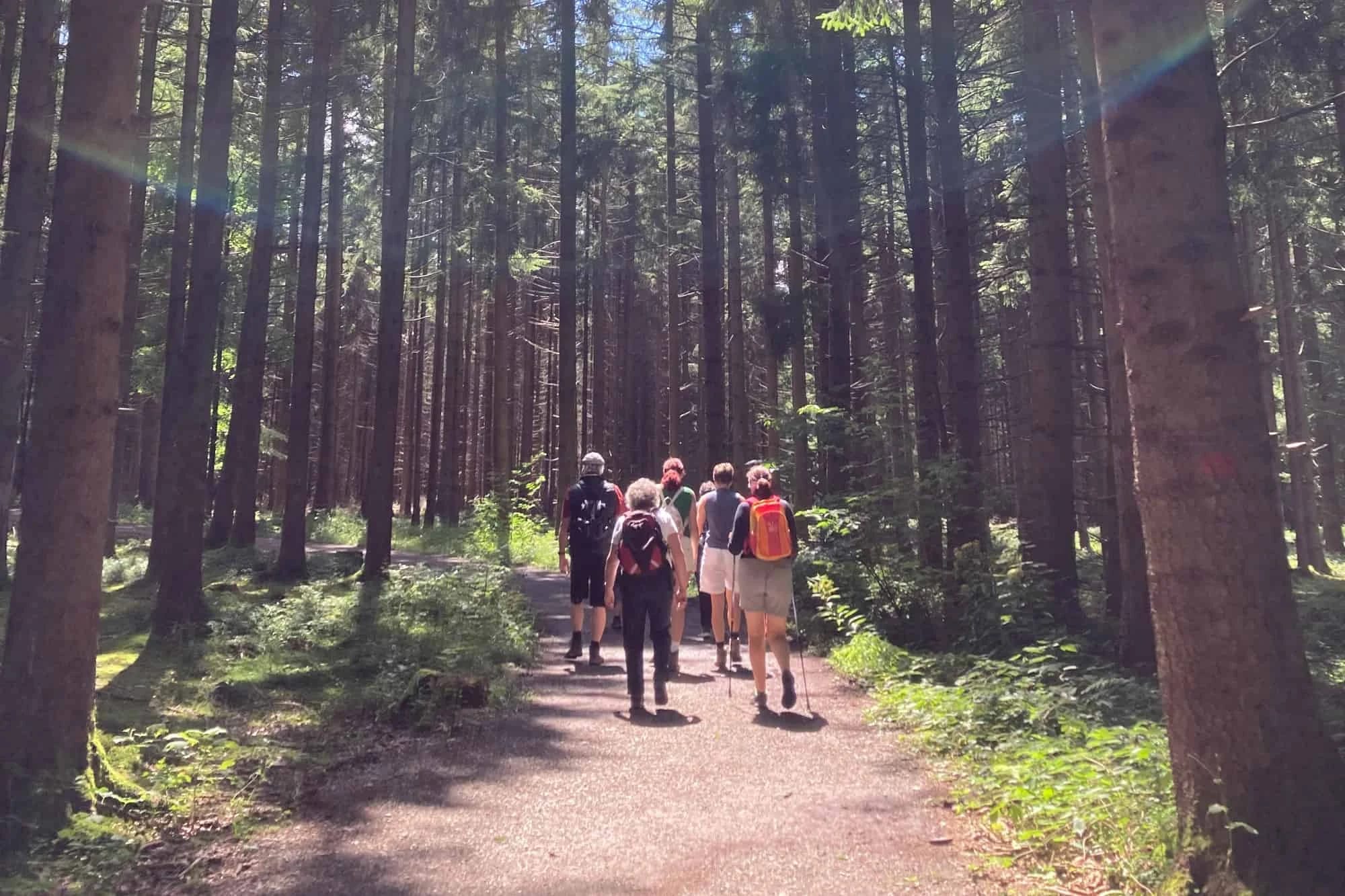 Fastenwandern mit Friederike Carlsson: Wandergruppe auf einem Waldweg im Allgäu