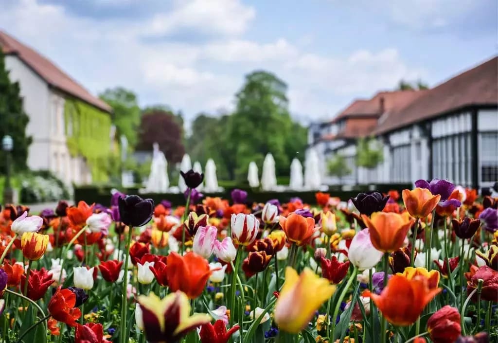 Buntes Tulpenbeet im Park, im Hintergrund Springbrunnen und Parkgebäude