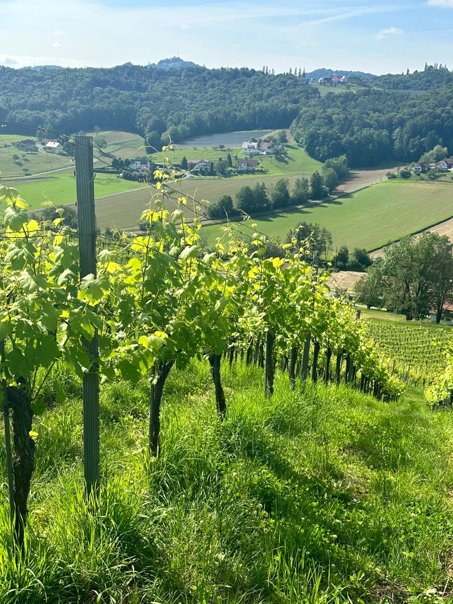 Weinreben mit Blick über die sanfte Hügellandschaft der Südsteiermark