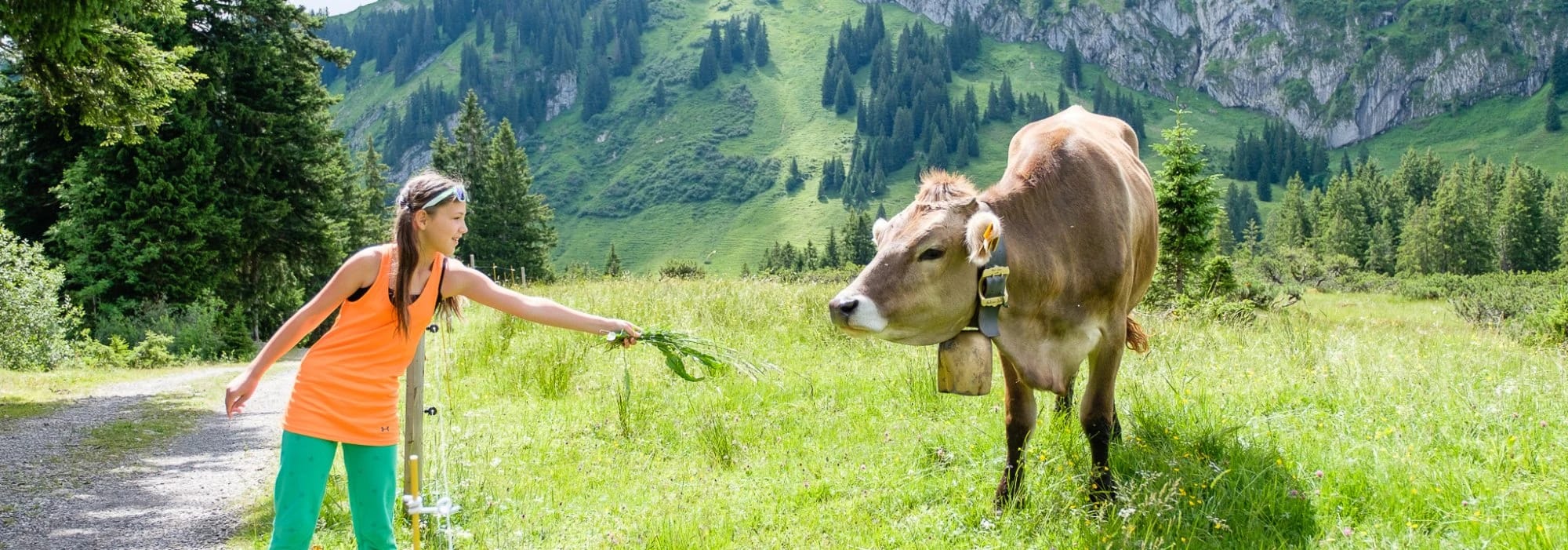 Frau füttert eine Kuh auf einem Alpenpfad vor grüner Allgäuer Berglandschaft