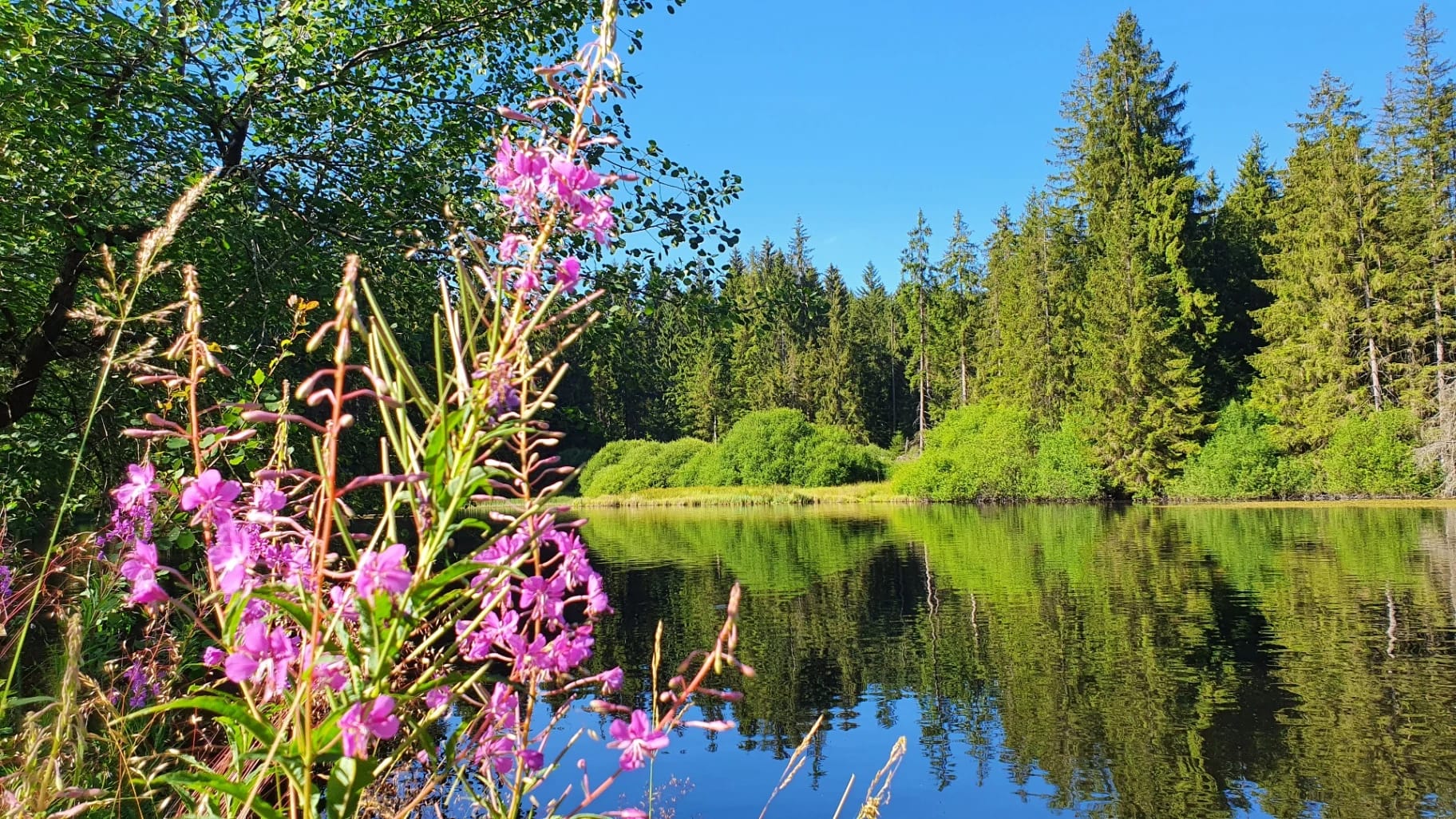 Blühendes Weidenröschen an einem Waldsee