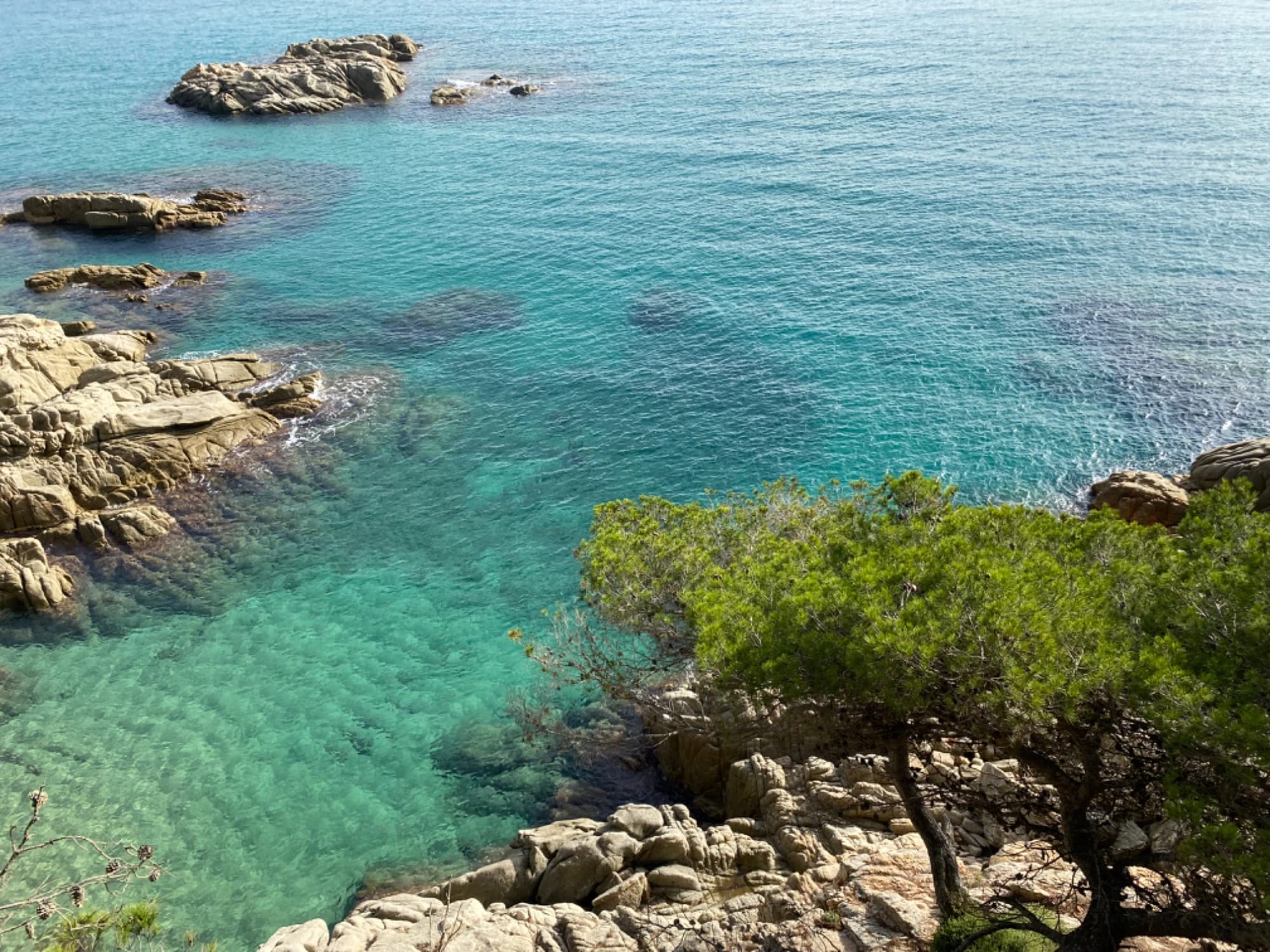 Türkisfarbene Meeresbucht mit Felsen und Pinie an der Côte Vermeille