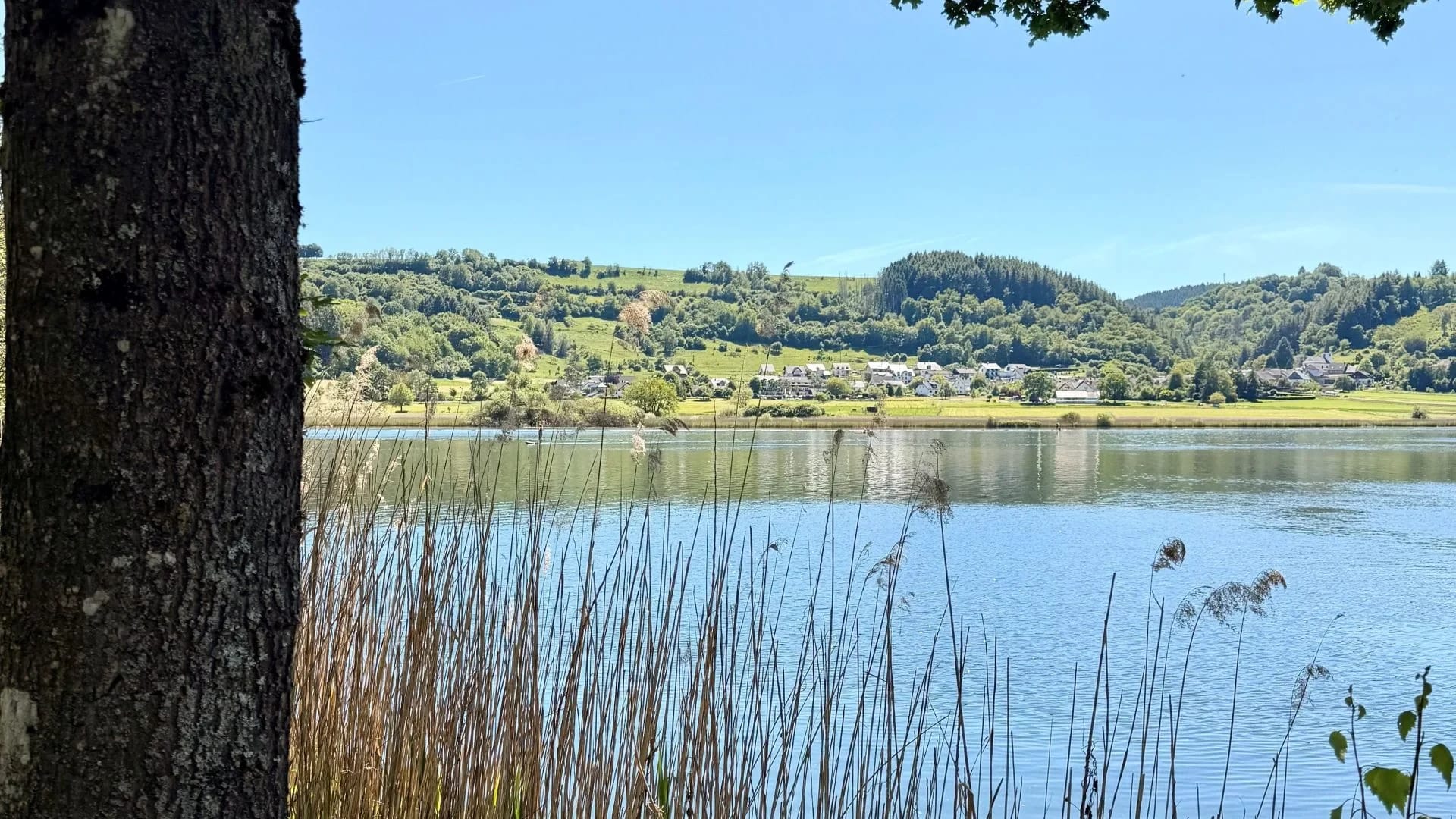 Blick durch Uferbäume und Schilf auf den Meerfelder Maar mit bewaldeten Hügeln