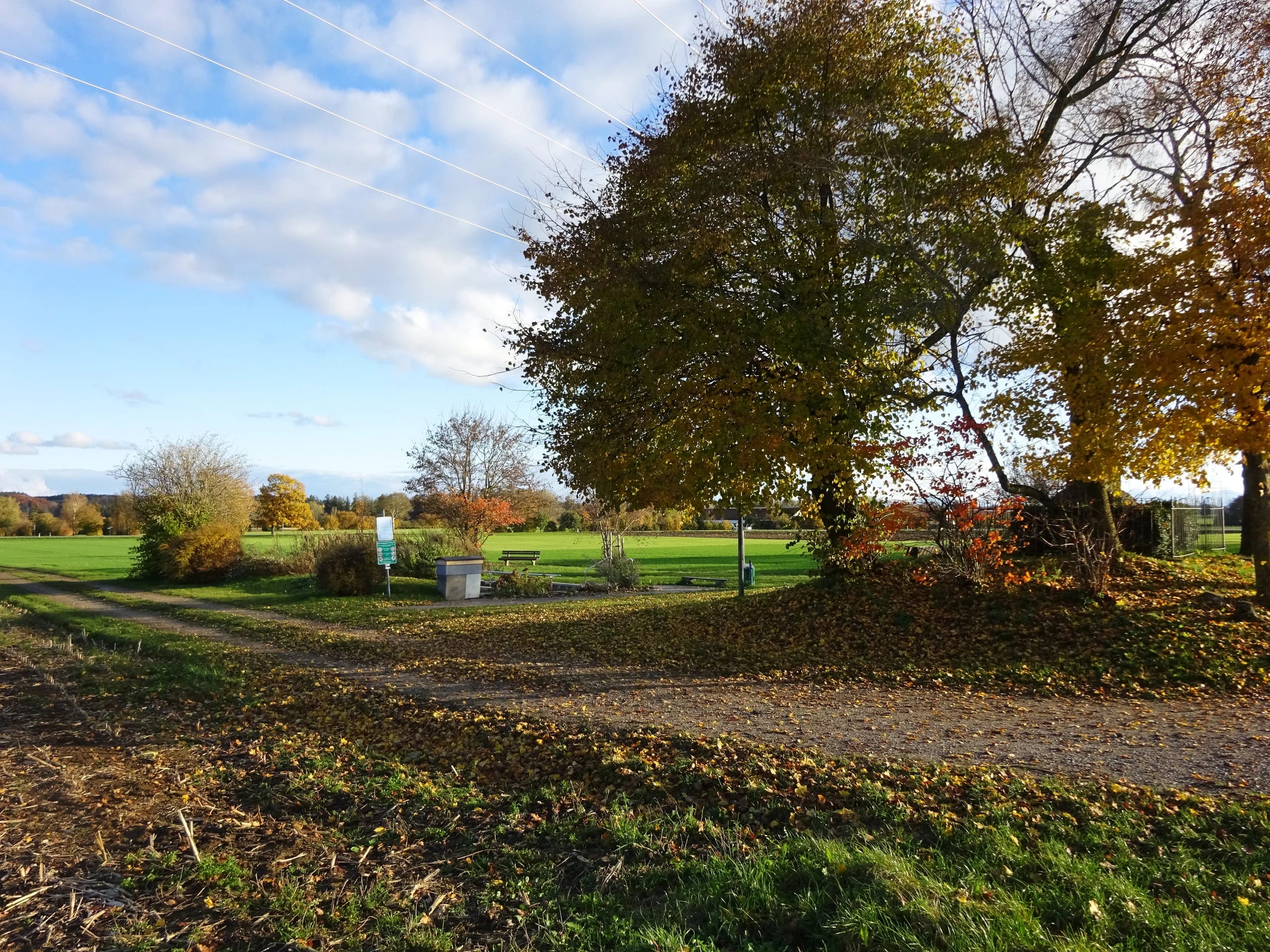 Herbstlicher Feldweg mit großem Baum in orangefarbenem Laub, Wiese und blauem Himmel