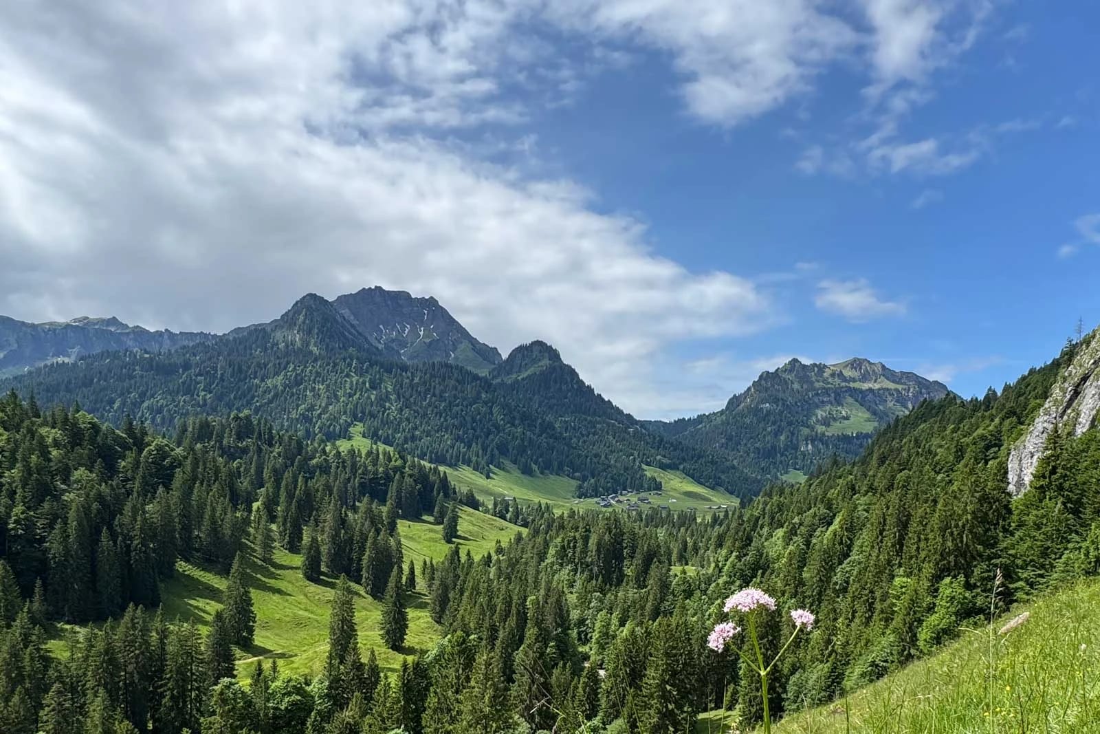 Grünes Bergtal mit Nadelwald und Gipfeln im Bregenzerwald