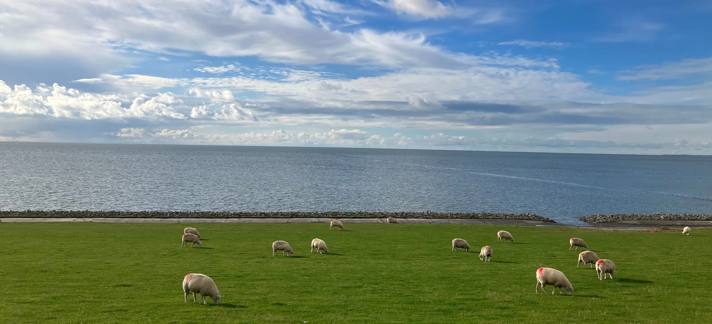 Schafe grasen auf dem grünen Deich mit Blick auf die Nordsee