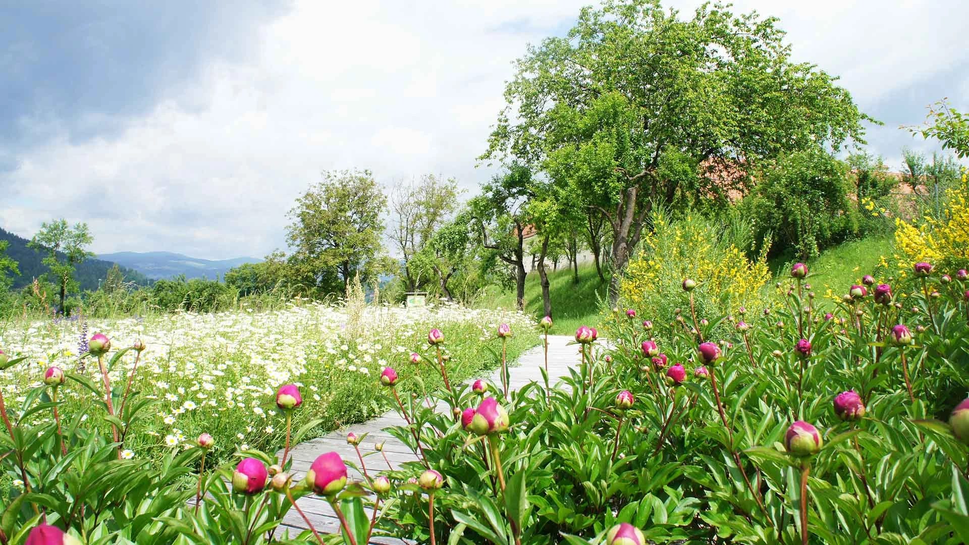Rosa Pfingstrosen im Vordergrund, dahinter eine weiße Blumenwiese mit Obstbäumen