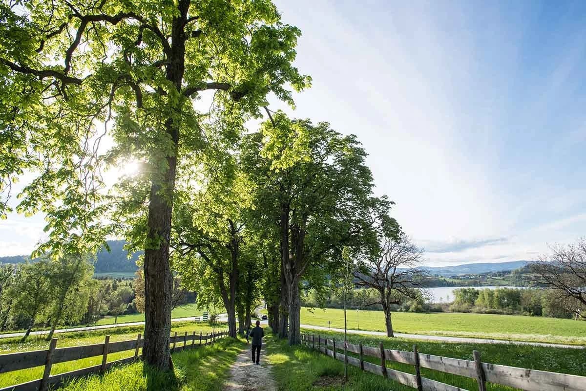 Sonnendurchflutete Baumallee mit Holzzaun, dahinter Wiesen und der Längsee