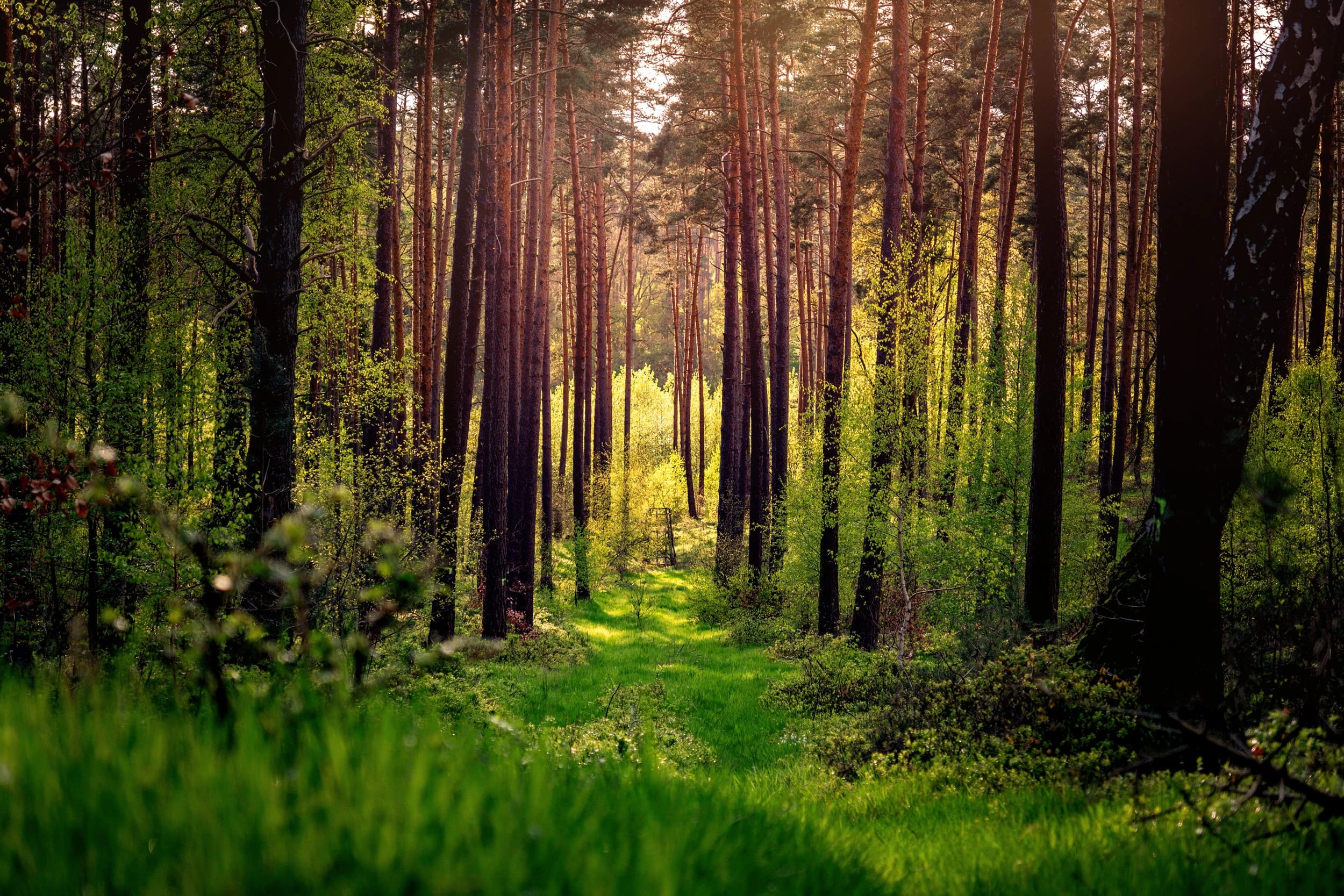 Sonnendurchfluteter Nadelwald mit grasbewachsenem Weg