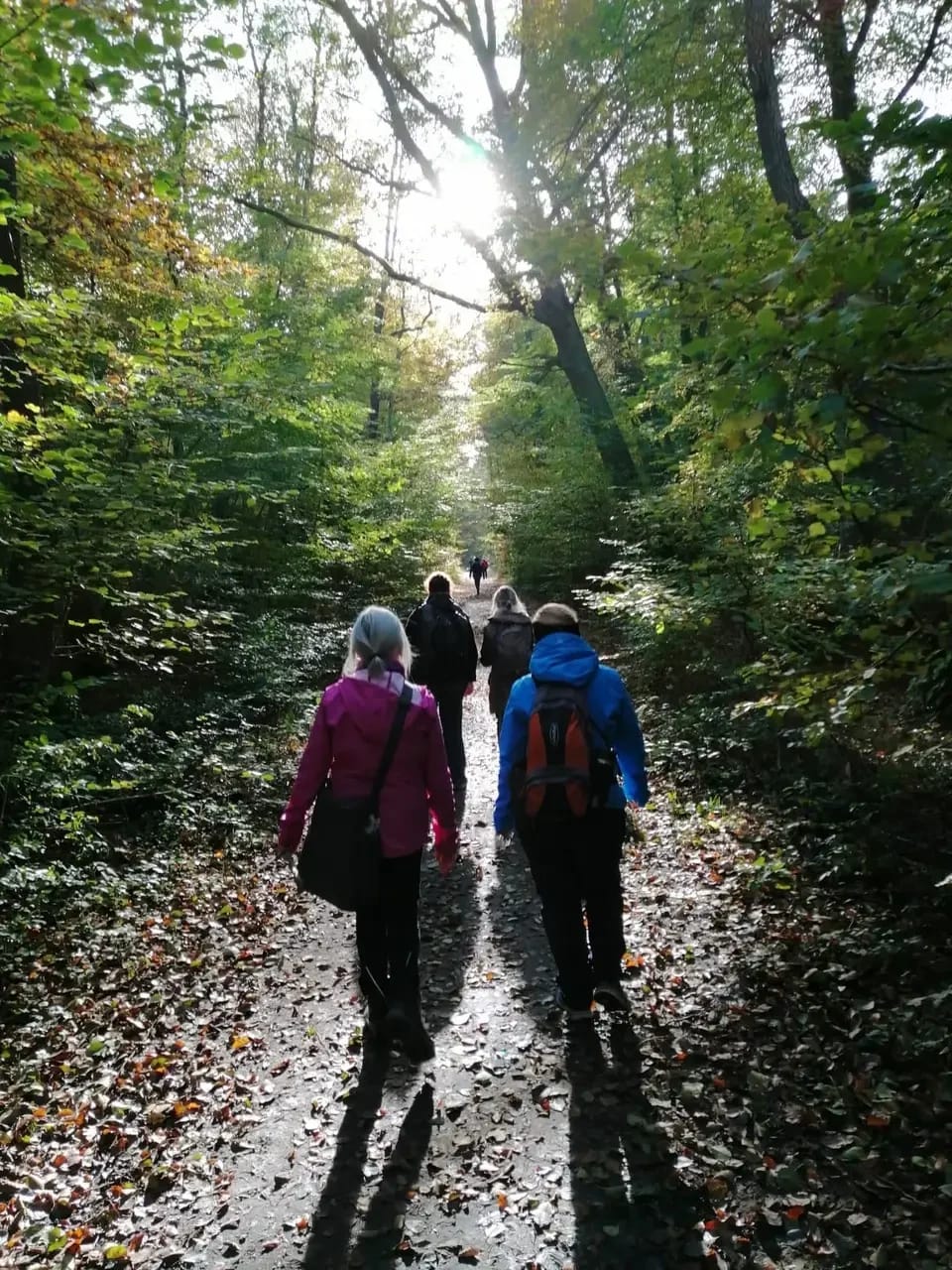 Wandergruppe auf einem herbstlichen Waldweg im Darßer Urwald