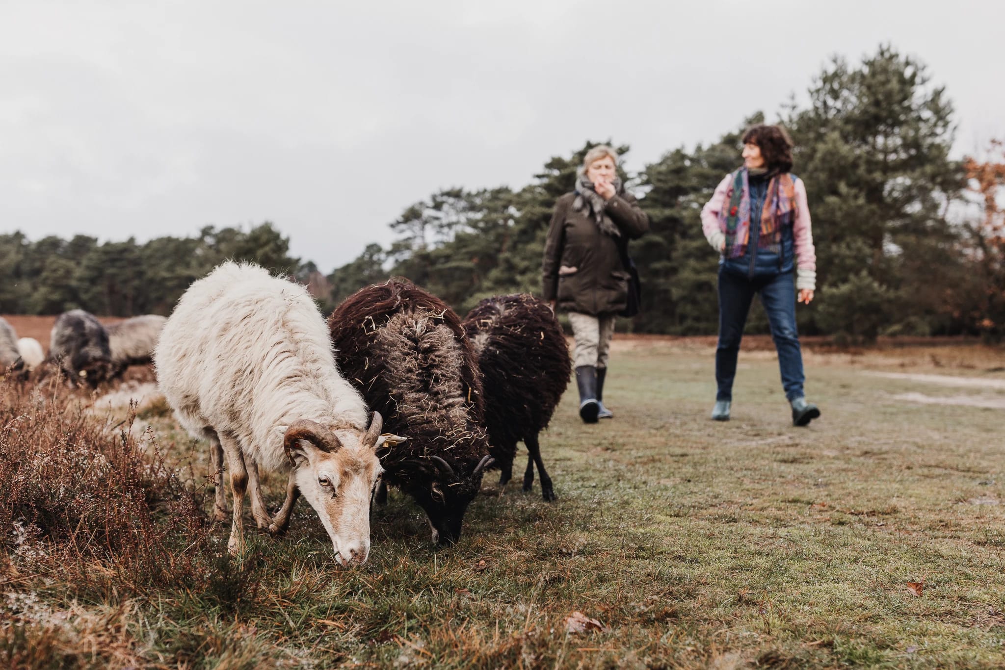 Heidschnucken grasen im Nationalpark Südheide, im Hintergrund zwei Wanderinnen