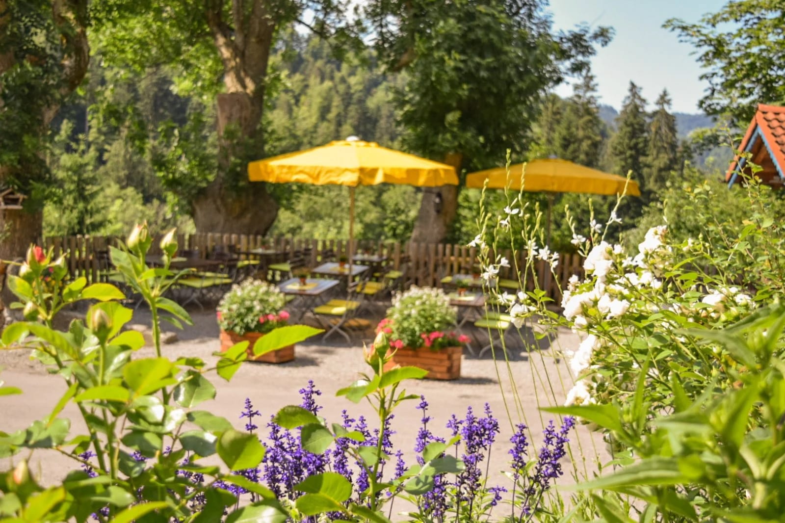 Biergarten mit gelben Sonnenschirmen und Blumen unter alten Bäumen