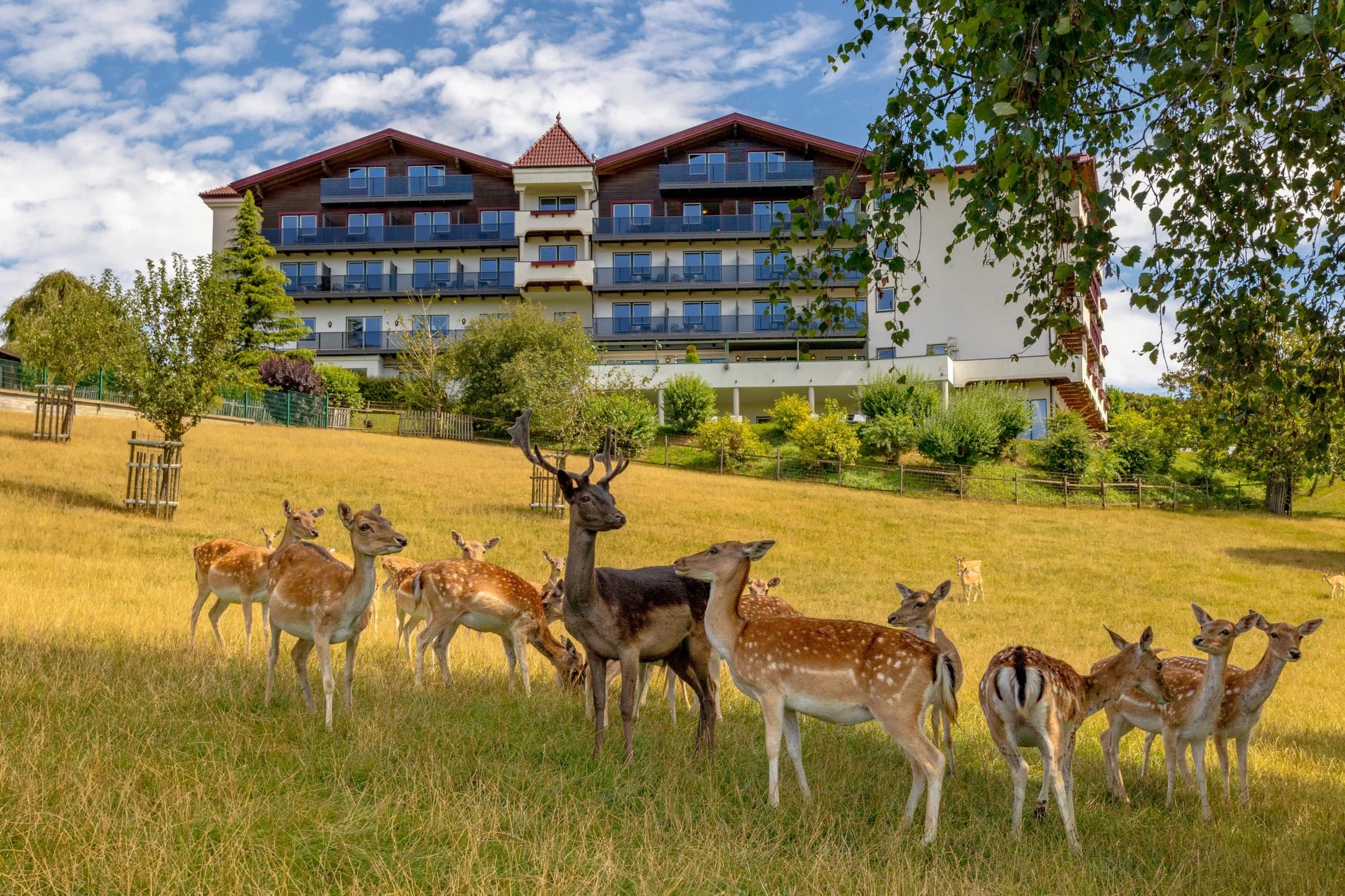 Damwildherde auf der Wiese vor dem Hotelgebäude