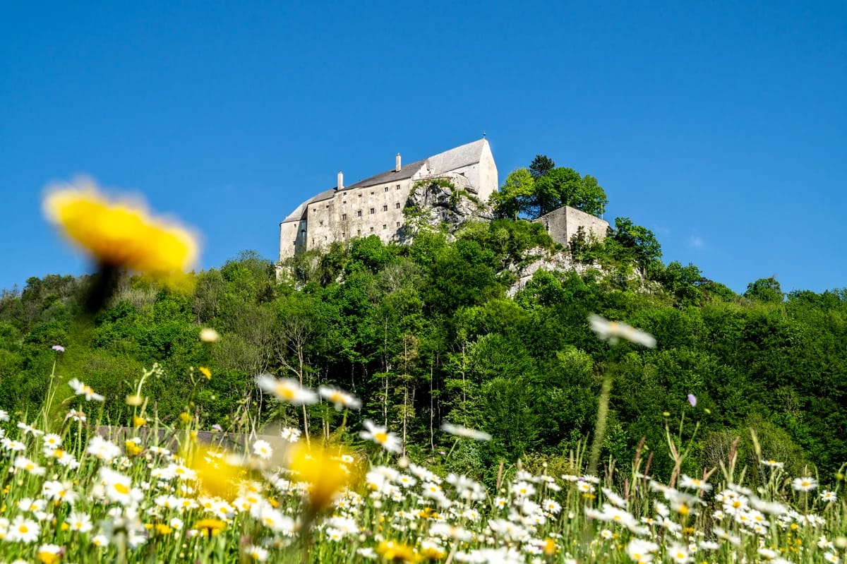 Burg Altpernstein auf dem bewaldeten Hügel, im Vordergrund eine Wiese mit Margeriten