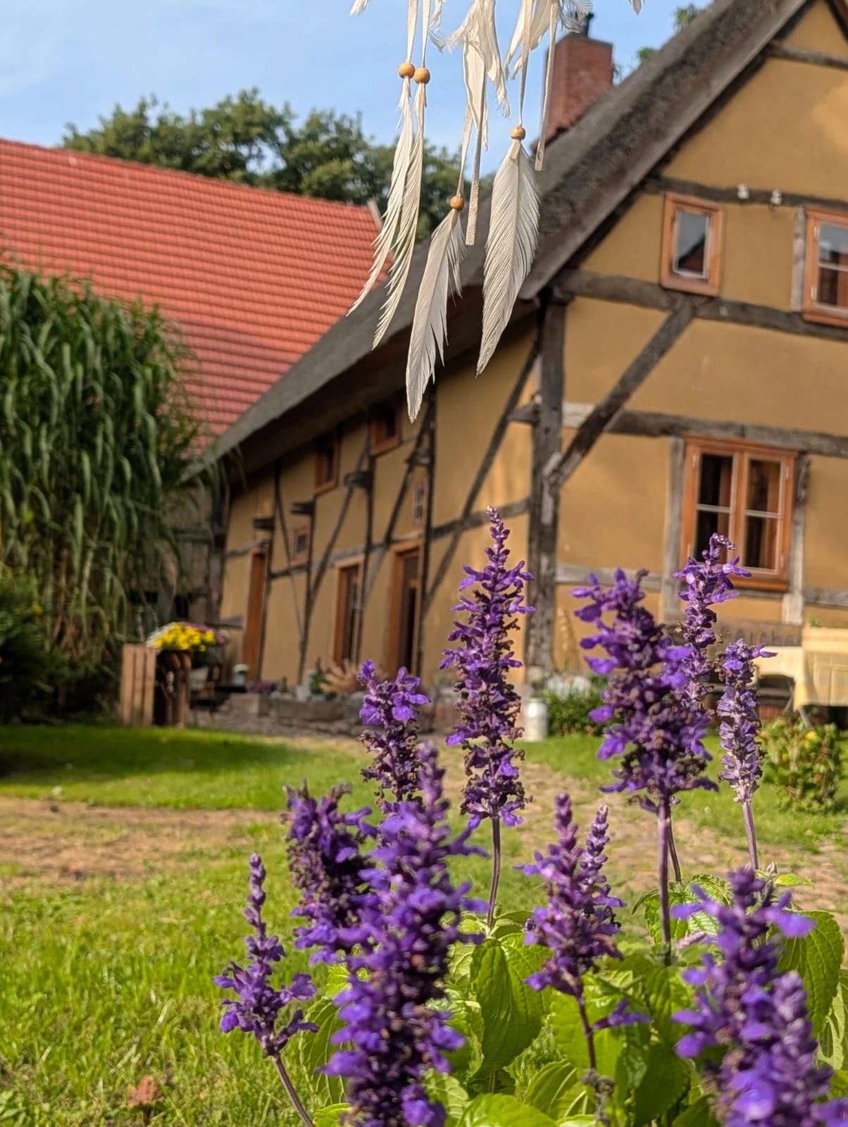 Gelbe Fachwerkfassade des Hauses mit blühendem Lavendel im Vordergrund