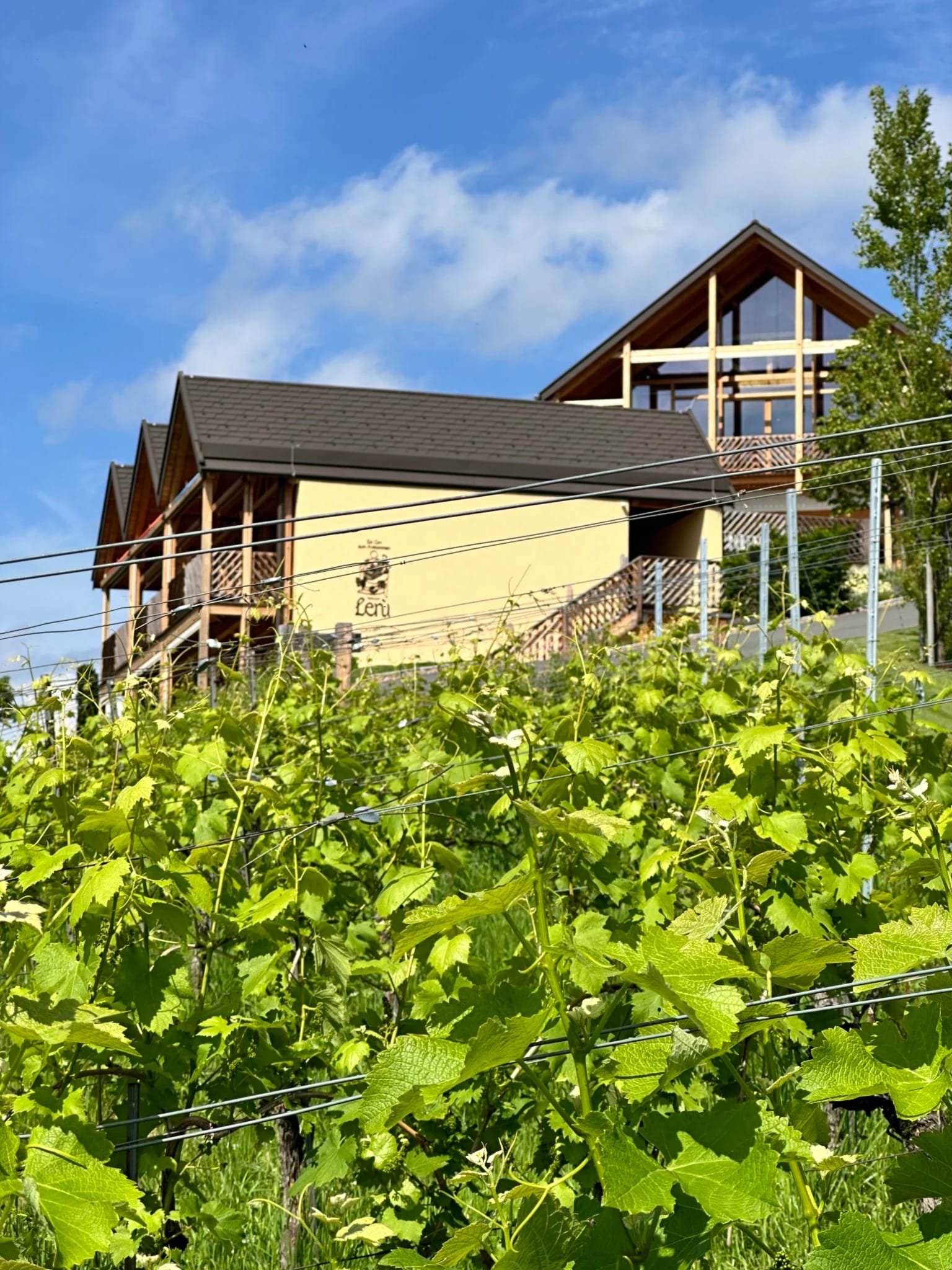 Das Hotelgebäude oberhalb der grünen Weinberge unter blauem Himmel