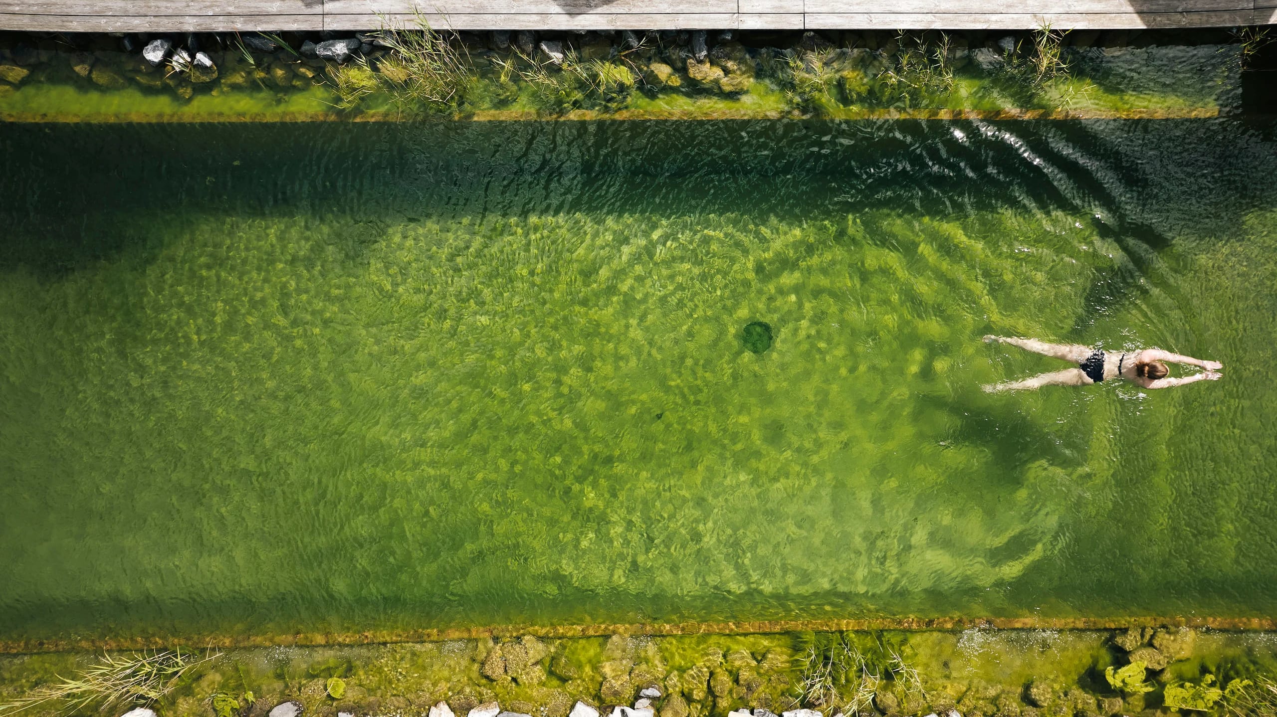 Luftaufnahme des Naturbadeteichs mit Holzdeck und einer schwimmenden Person