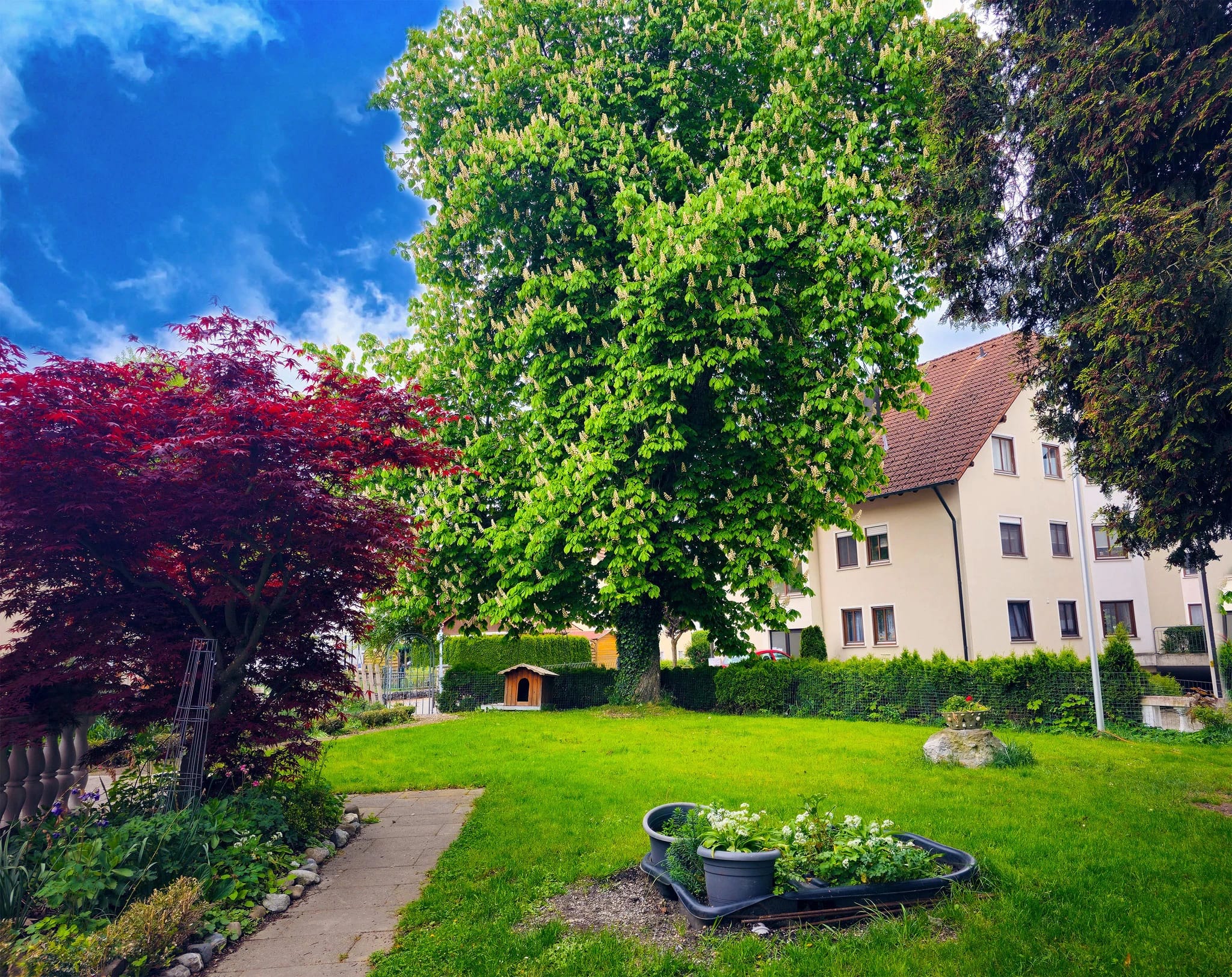 Garten mit Rasenfläche, großem Laubbaum, rot belaubtem Ahorn und Hochbeet unter blauem Himmel