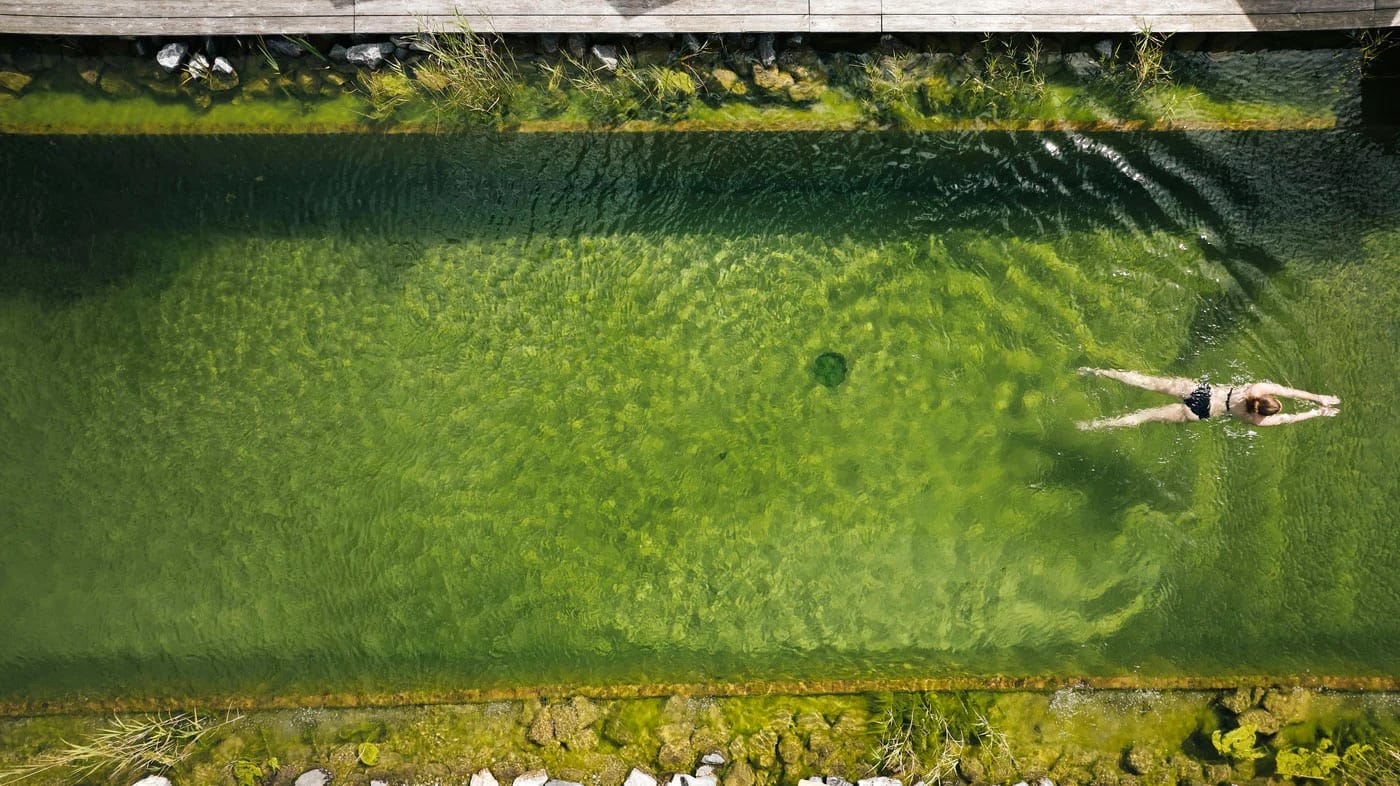Naturbadeteich mit Einstiegsleiter vor grüner Bergwiese im Sommer