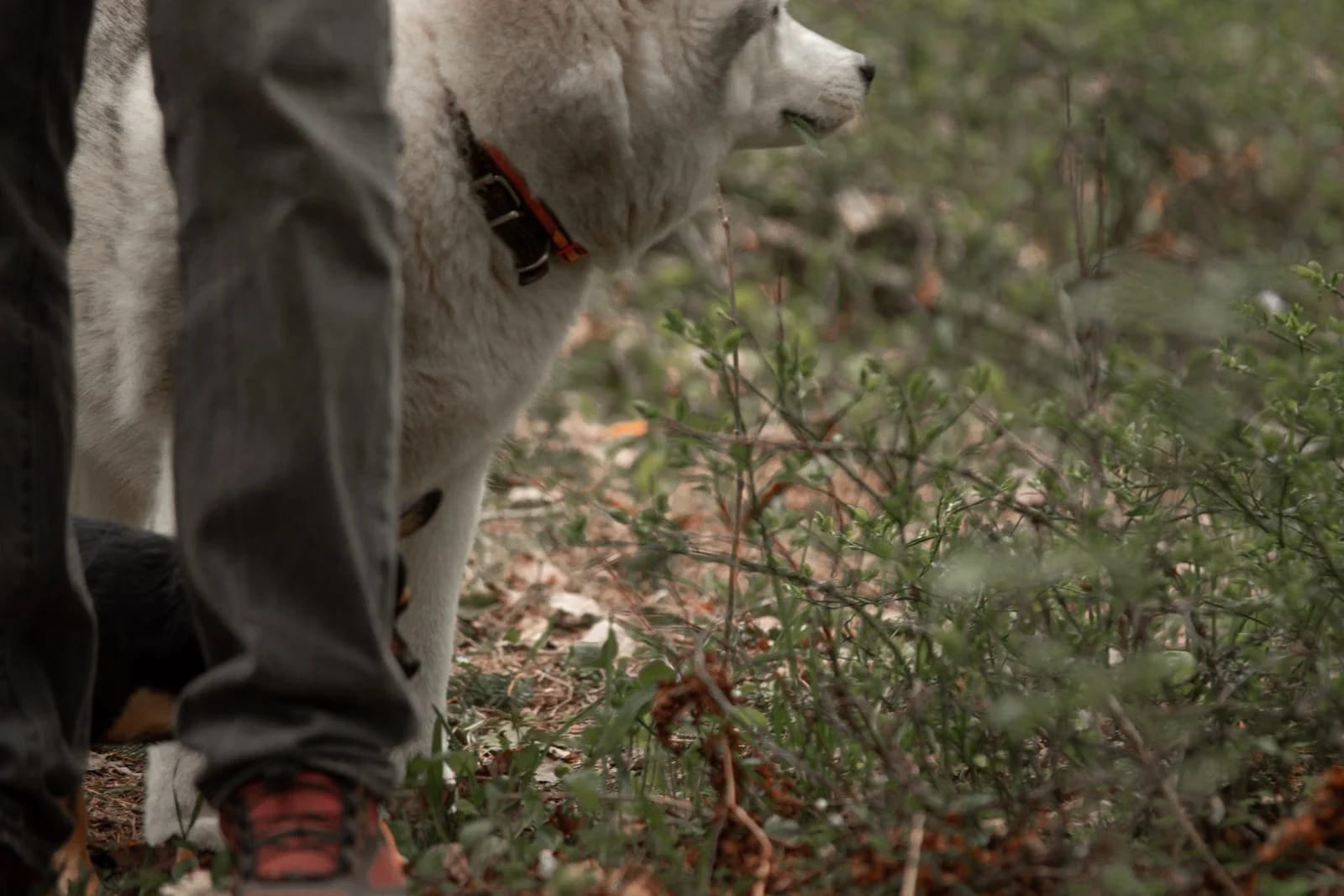 Hund läuft durch einen sonnigen Wald, Fasten mit Hund in der Natur