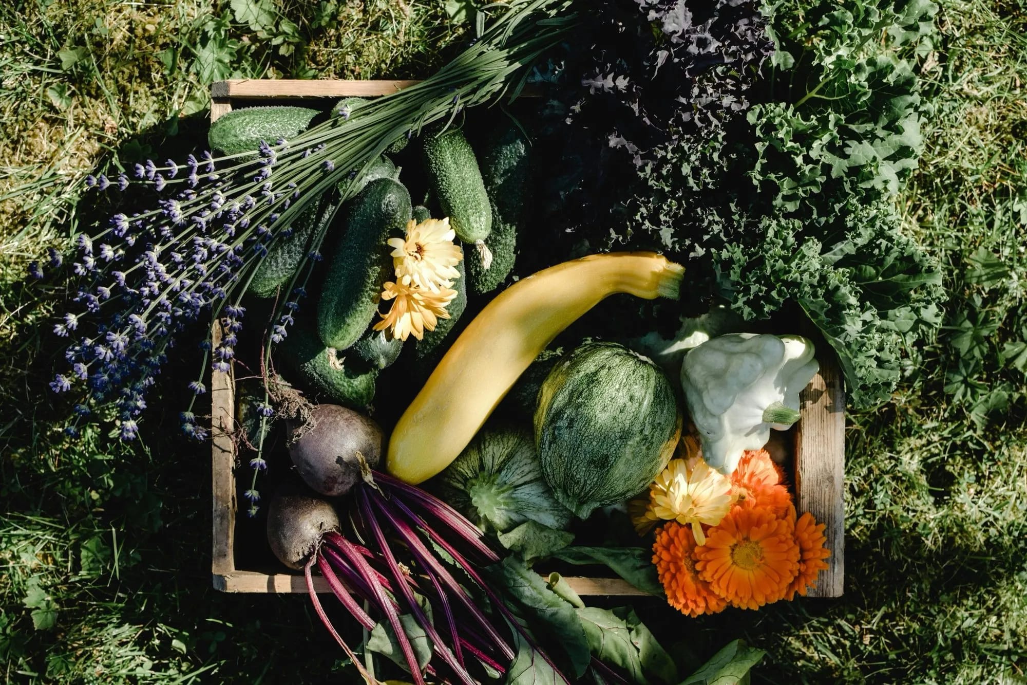 Frisches Gemüse aus dem Garten