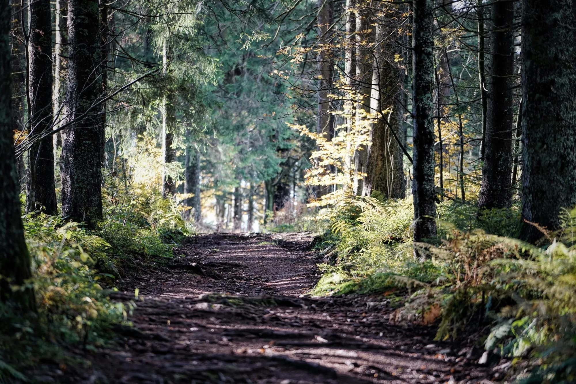 Waldweg durch den Wald