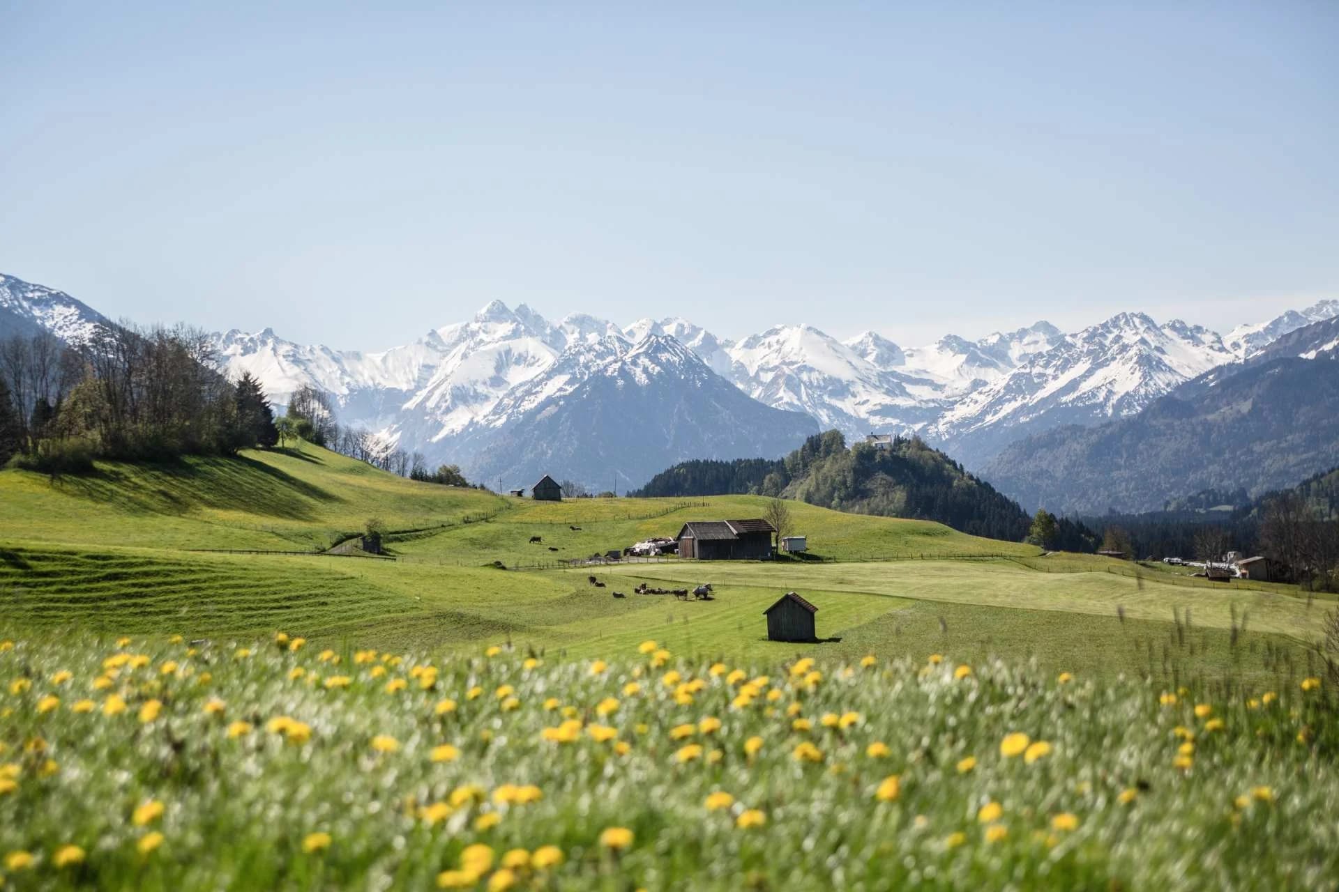 Blühende Frühlingswiese mit Löwenzahn vor verschneitem Alpenpanorama